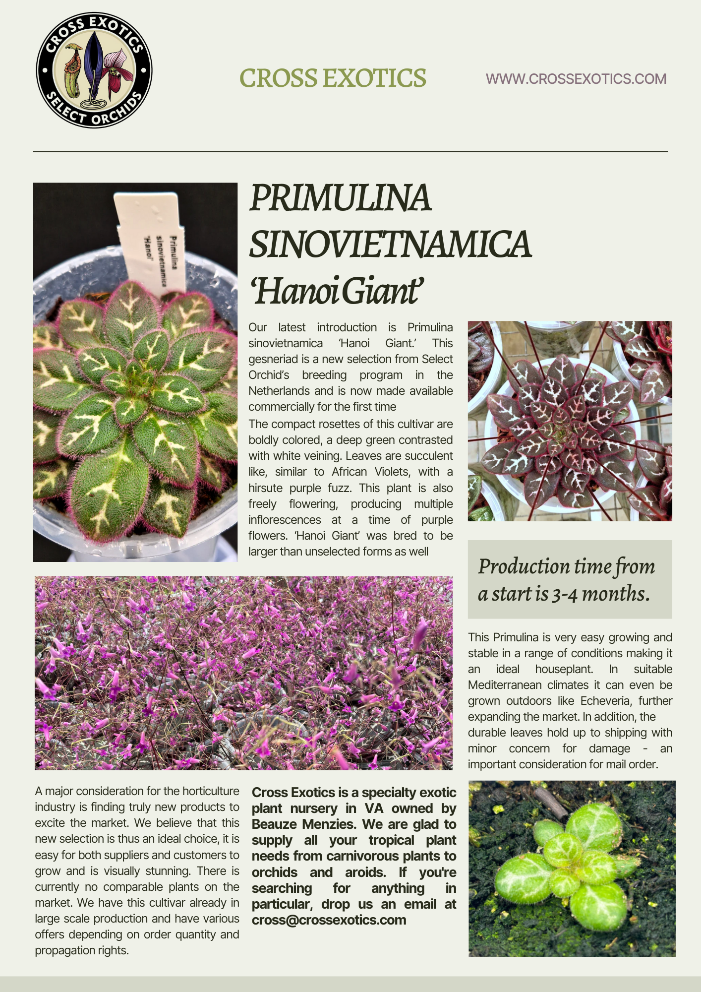 Cross Exotics promotional flyer for Primulina sinovietnamica 'Hanoi Giant', a print-ready product announcement designed by Vergielyn Cubol