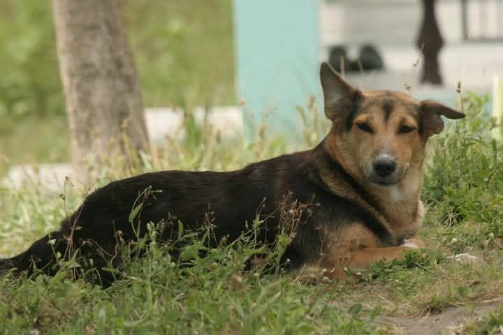 Dash, the studio dog of Vergielyn Cubol, copywriter and brand strategist, resting in the grass
